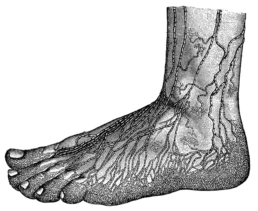 Lymphedema of the leg: Lymph nodes of the foot