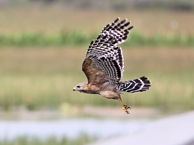 Red-shouldered Hawk in flight 20130520
