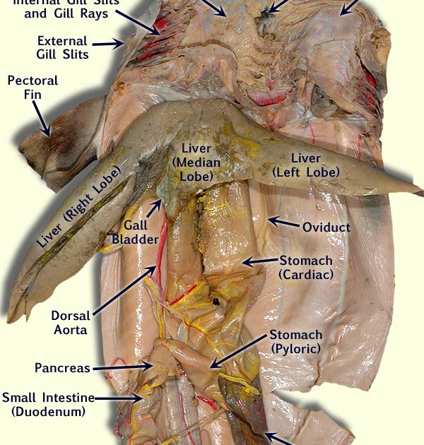 ee80efa: Dogfish Shark Anatomy