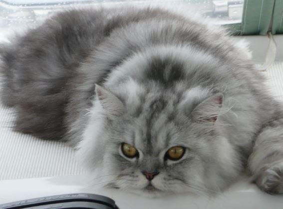 Harga Kucing Anggora Kitten Mix Domestic - Pdf Journal