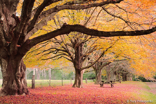 fotografii frumoase toamna Autumn