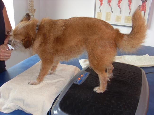 fisioterapia para cães com artrose