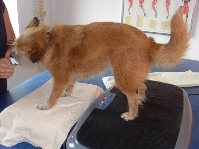 fisioterapia para cães com artrose fisioterapia para cães com artrose