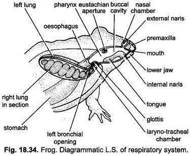 Easy Respiratory System Diagram - Diagram Media