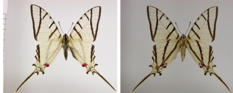 Protesilaus stenodesmus