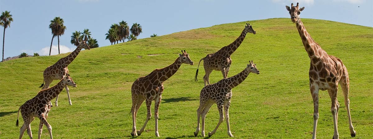 expertinteriordesigns: San Diego Zoo And Hotel Package Deals