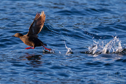 Pigeon Guillemot Running on Water, Discovery Bay, Washington