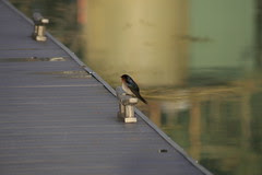 Loxton July 2008