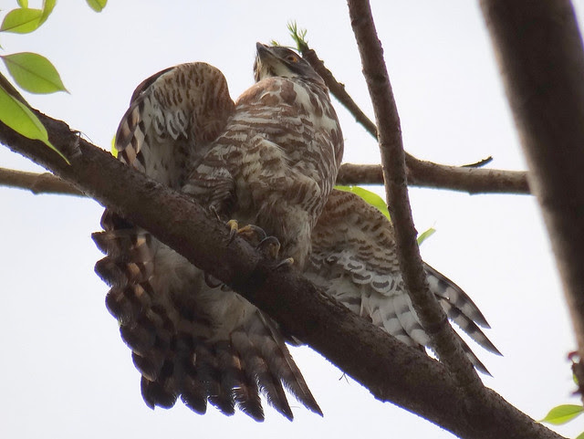 鳳頭蒼鷹/無限台南