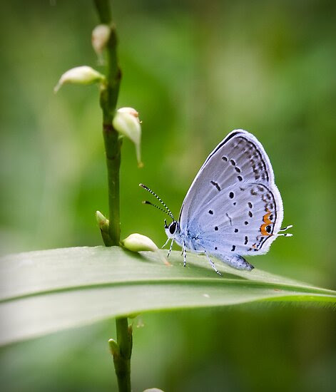 http://www.redbubble.com/people/dlamb/works/9252469-spotted-wing?c=151628-macro