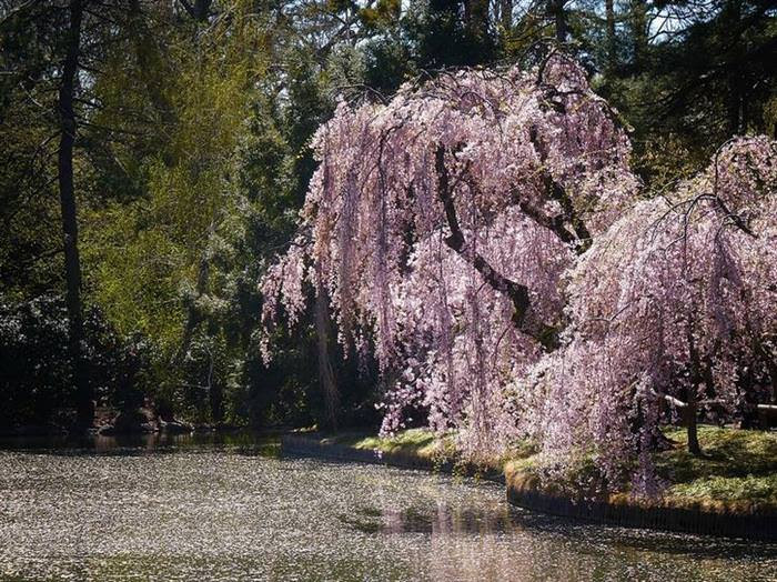 spring flowers