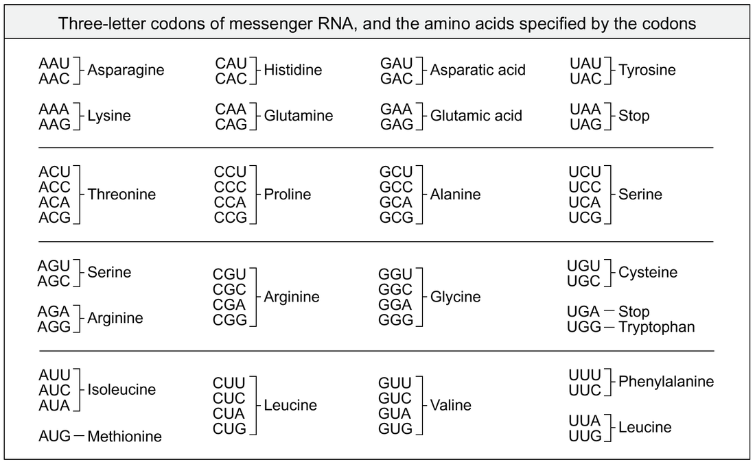 comparing-dna-replication-and-transcription-worksheet-answers-ivuyteq