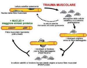 Personal Trainer Bologna - Sviluppo della massa muscolare e basi dell’ipertrofia