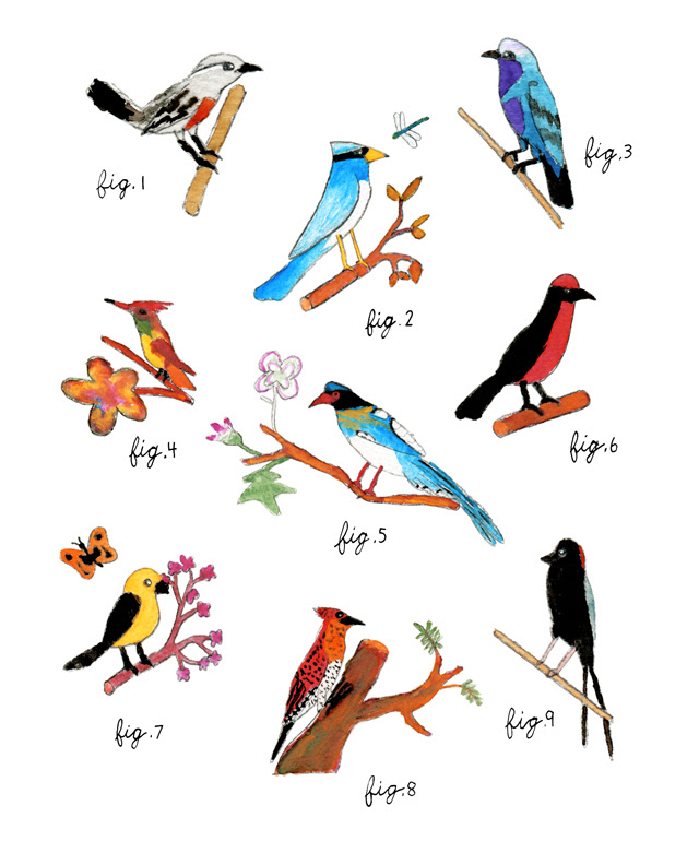 Daniel's birds