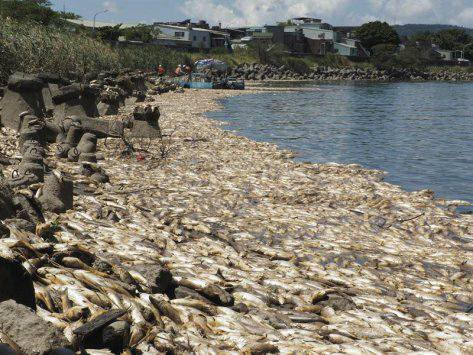 taiwan fish mass die-off, taiwan fish mass die-off august 2017, taiwan fish mass die-off video, taiwan fish mass die-off picture, taiwan fish mass die-off august 2017 video picture