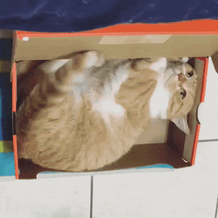 ベスト猫 面白 Gif アニメ画像