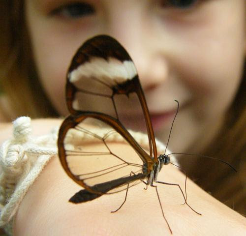 
The glasswing butterfly is just one of the 11 intriguing transparent animals we found.