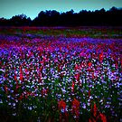 Blue and Red Wild flowers by Patricia Cleveland