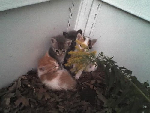 Farm kittens
