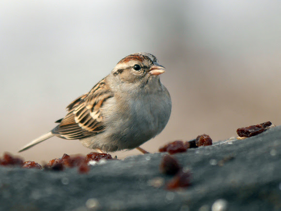 Ed Gaillard: birds &emdash; Chipping Sparrow, Central Park