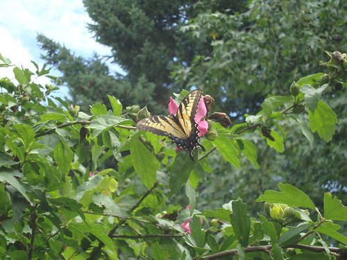 butterfly and rose of sharon