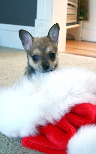 santa hat fun