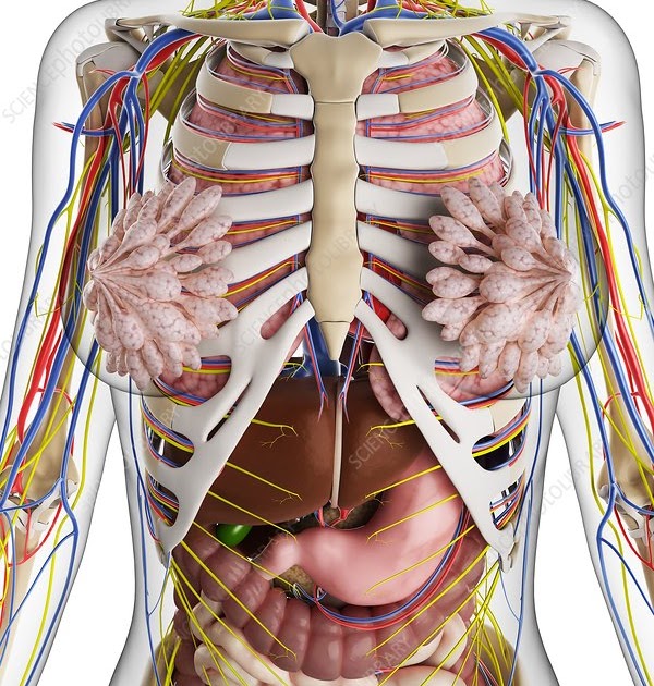 Girls Full Body Picture Anatomy - Female Anatomy (Posterior View