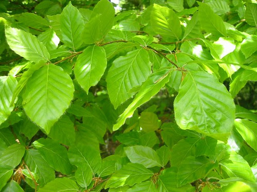 beech