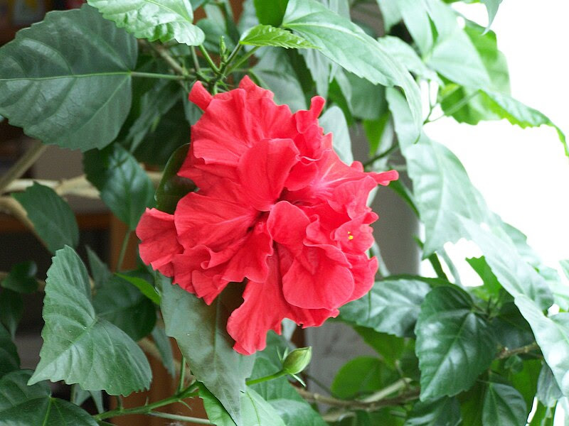 Fail:Chinese rose hibiscus.jpg