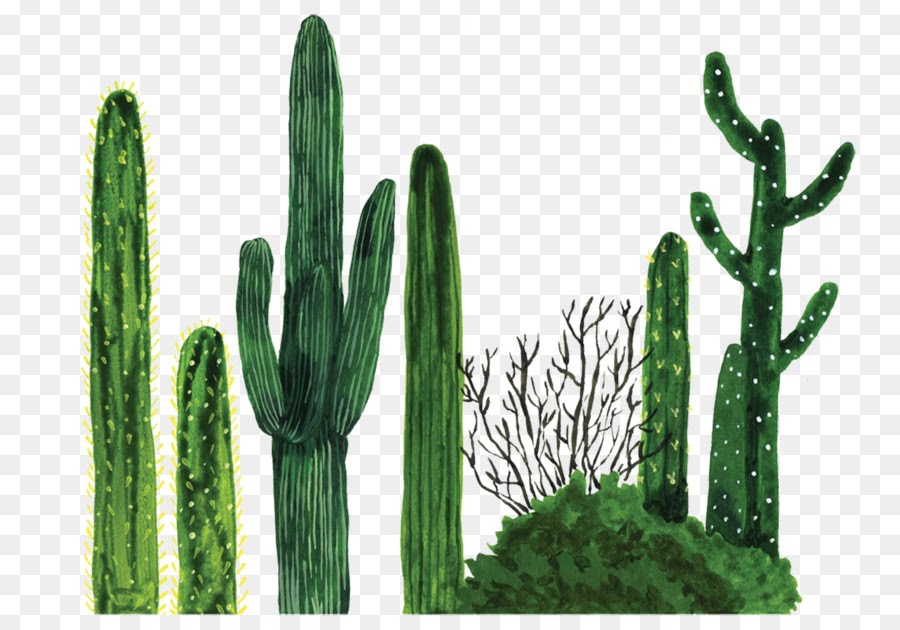 kaktus bilder kostenlos  malvorlagen gratis