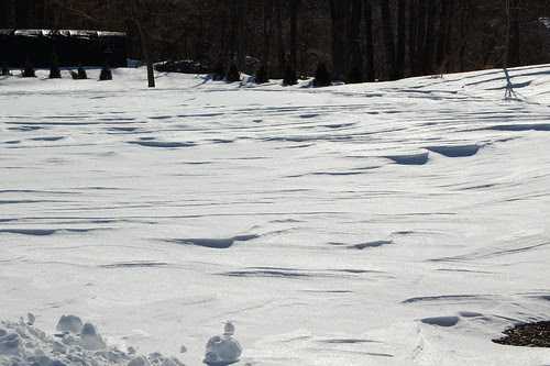 nemo_Franklin_SnowWaves