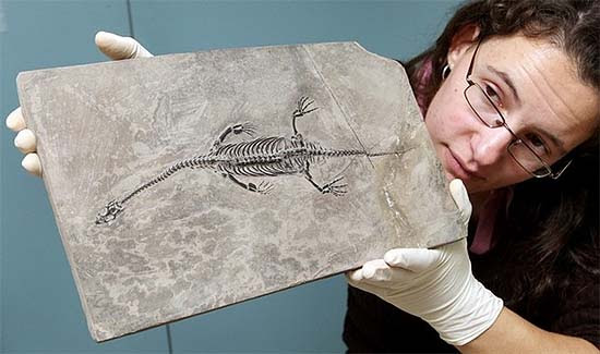 Examination of a 200 million years old fossil in the Victoria Museum, Australia