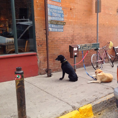 Parked puppies.