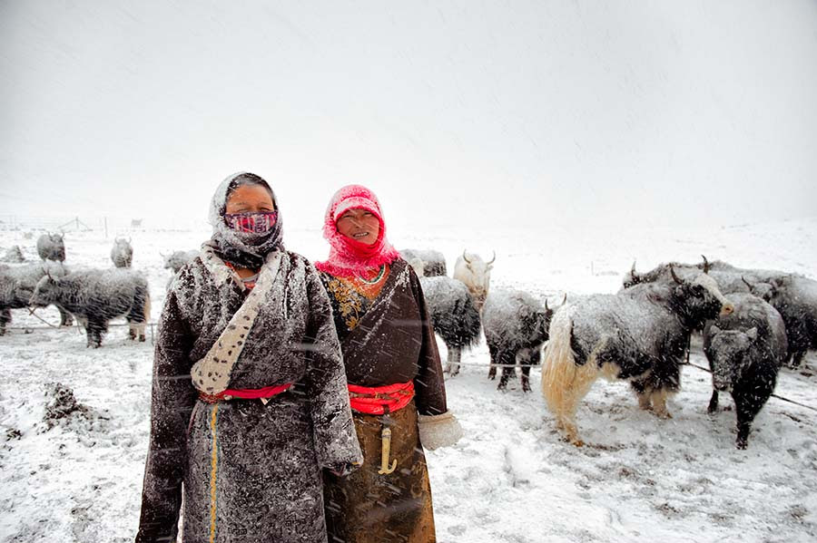 Tibetan nomads herding yaks at 4400mts high in the Tibetan plateau
