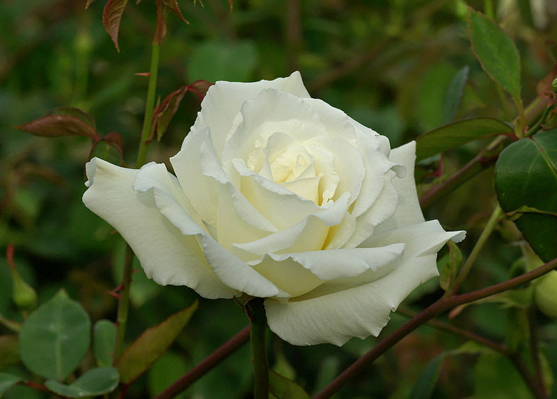 File:Mrs. Herbert Stevens May 2008.jpg