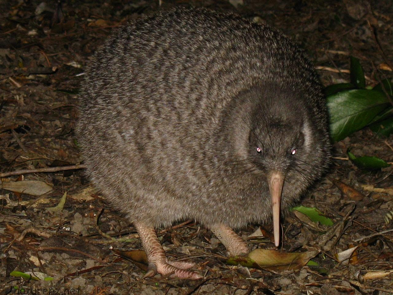 100 Epic Bestkiwi とは 最高の花の画像