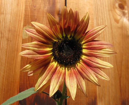 Sunflower aug10