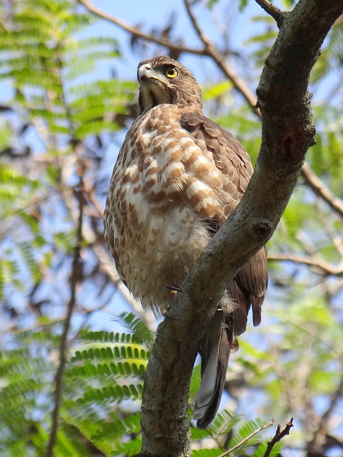 鳳頭蒼鷹/無限台南
