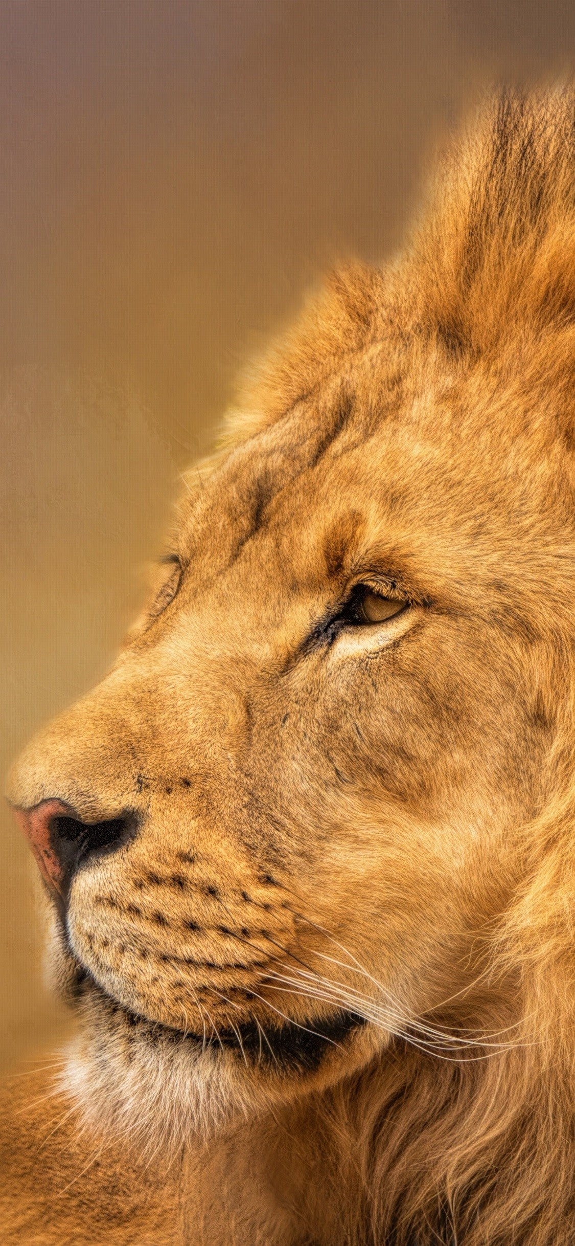 10+ Rock Lion Iphone Wallpaper - Bizt Wallpaper