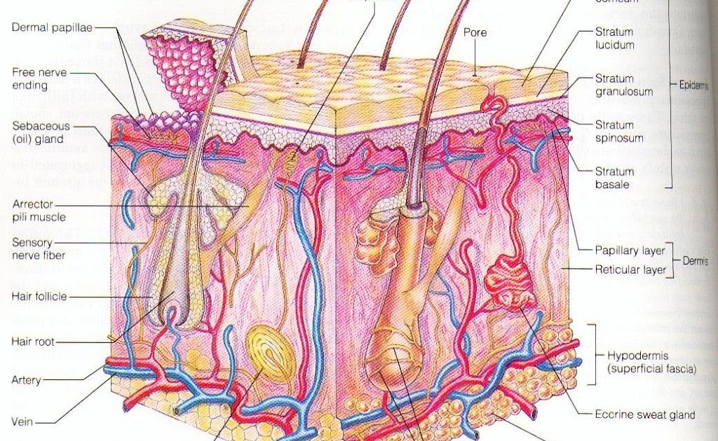 Labelled Pictures Of Human Skin - Anatomy Of Human Skin With Labels