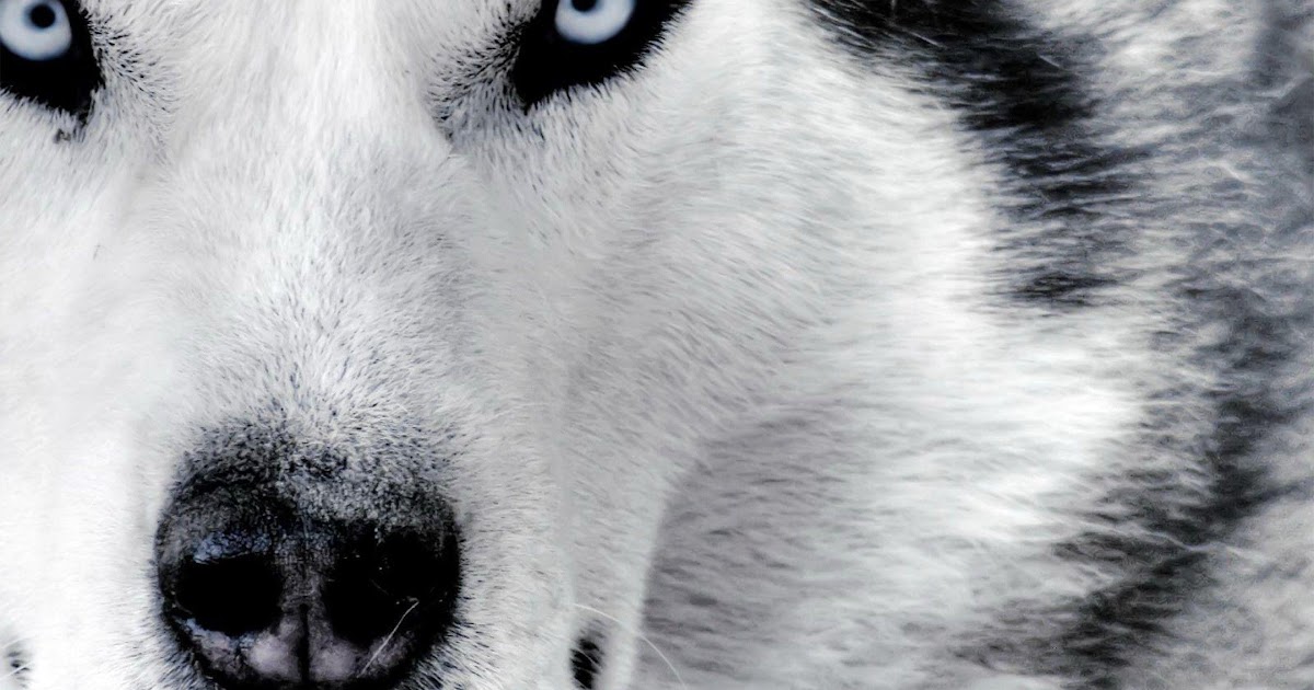 Featured image of post White Wolf Desktop Hd Wallpaper