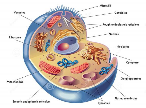 La Celula Partes de la Celula