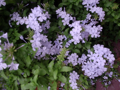Plumbago