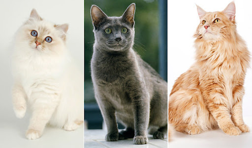 My Maine Coon World