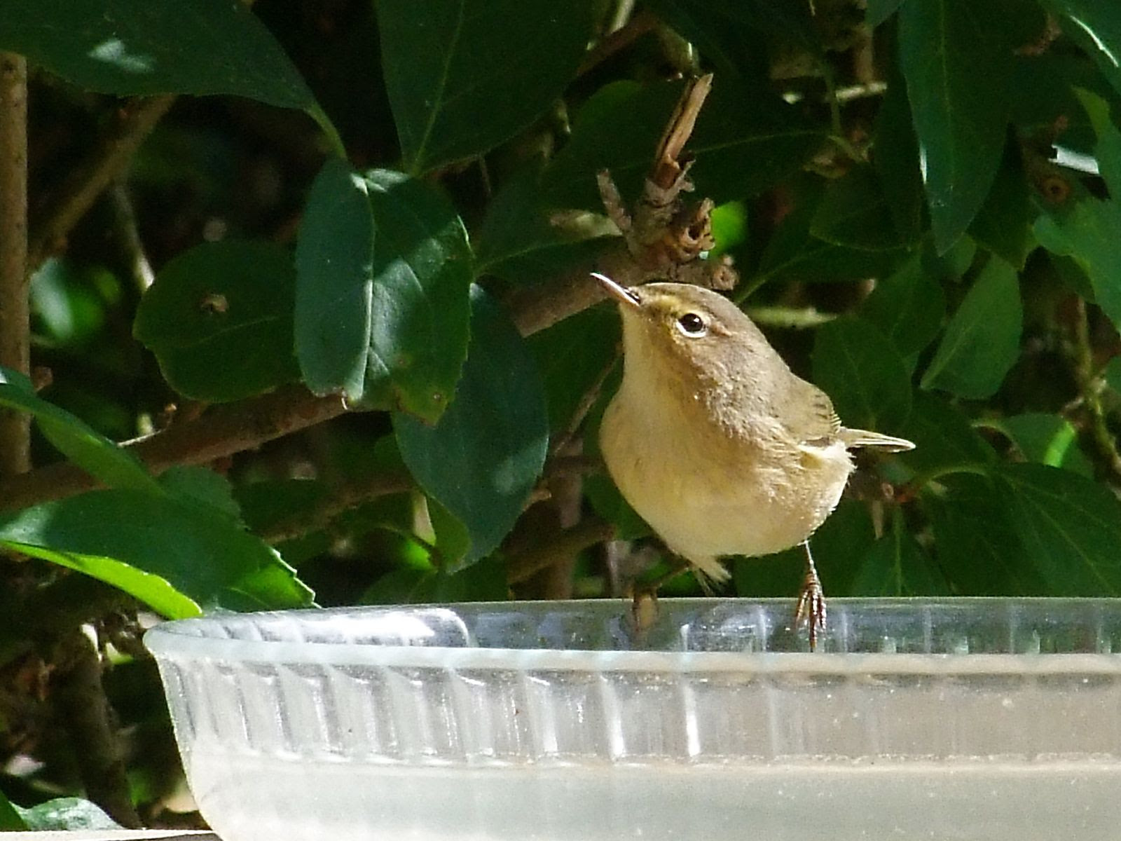 Image de Oiseau: Petit Oiseau A Bec Long Et Fin