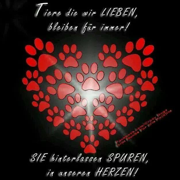 Beileid Hund
