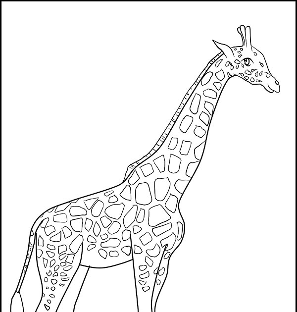 malvorlage giraffe gratis