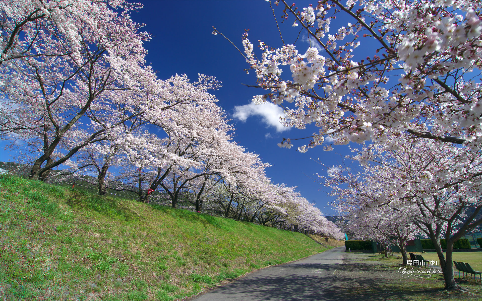 ベストセレクション 桜 壁紙 Pc Jpbestwallpaper