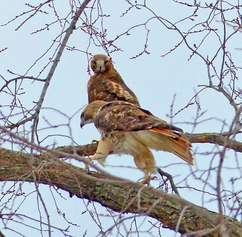 Red tail pair in Tompkins Square