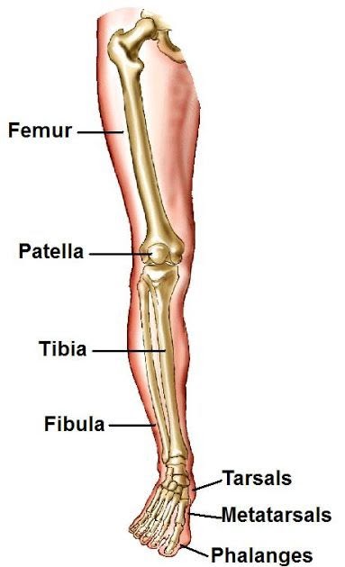 Leg Bone Diagram : Diagram Legs Bones Diagram Full Version Hd Quality